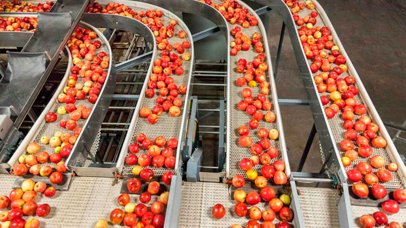 Apple grading and Packing Line - Manufacturing Optimisation Solutions by TPS Ltd.