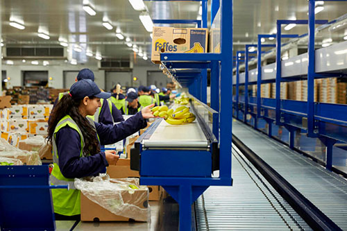 Banana packing line, designed and optimised by our food manufacturing consultants at Total Productivity Solutions Ltd.