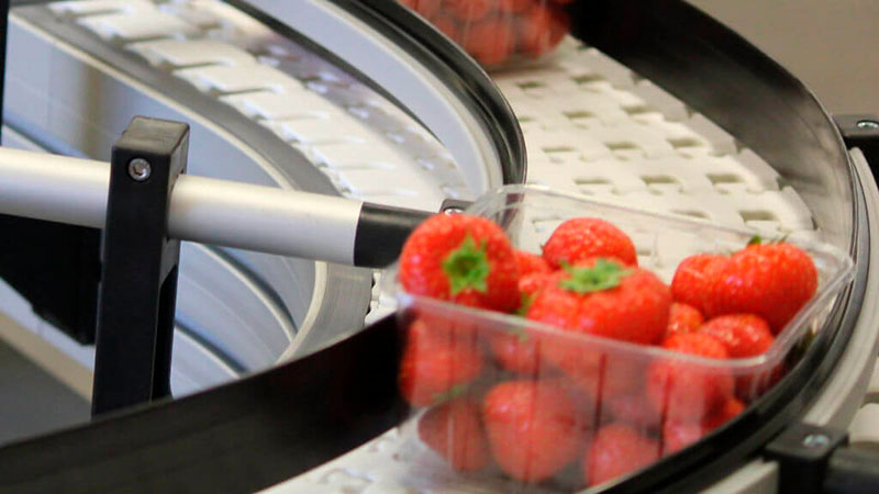 Fruit conveyor punnet - Lean Process Design & Optimisation for Fresh Fruit Producer.veyor punnet